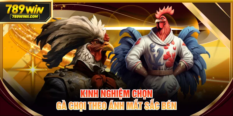 Kinh nghiệm chọn gà chọi theo ánh mắt sắc bén